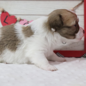 Havanese Puppy Paco