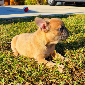 French Bulldog Puppy Buster
