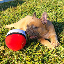 French Bulldog Puppy Buster