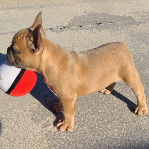 French Bulldog Puppy Buster