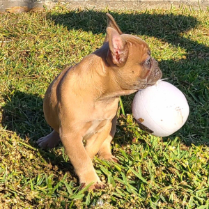 French Bulldog Puppy Buster