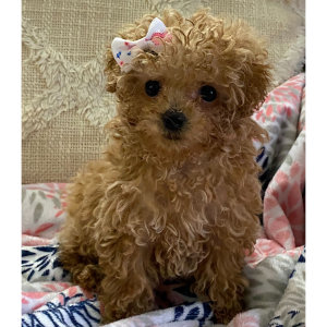 Poodle Puppy Twinkles