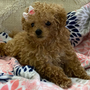 Poodle Puppy Twinkles