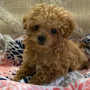 Poodle Puppy Twinkles