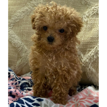 Poodle Puppy Twinkles