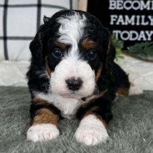 Bernedoodle Puppy Cody