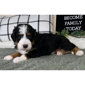 Bernedoodle Puppy Cody