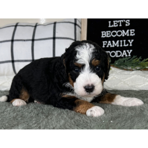 Bernedoodle Puppy Cody