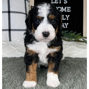Bernedoodle Puppy Cody