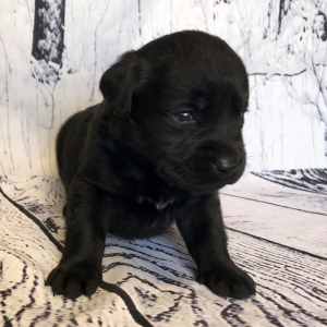 Labrador Retriever Puppy Camille