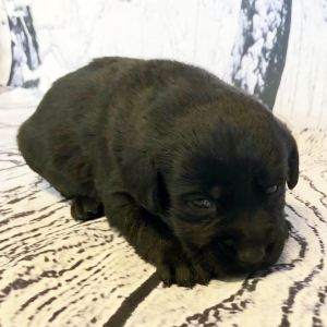 Labrador Retriever Puppy Camille