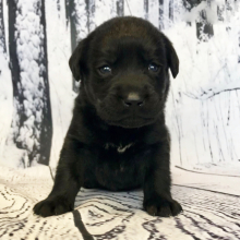 Labrador Retriever Puppy Camille