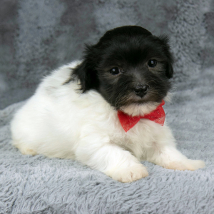 Havanese Puppy Griffin