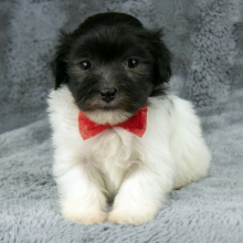 Havanese Puppy Griffin