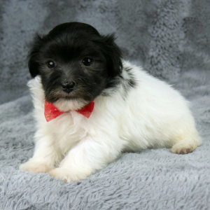 Havanese Puppy Griffin