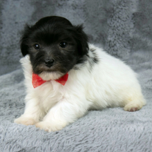 Havanese Puppy Griffin