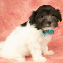 Havanese Puppy Griffin