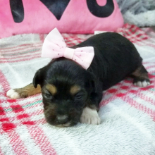 Aussiedoodle Puppy Ellie