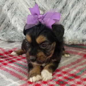 Aussiedoodle Puppy Ellie