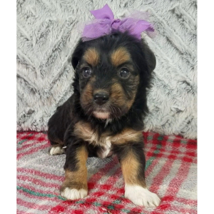 Aussiedoodle Puppy Ellie