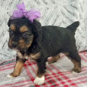 Aussiedoodle Puppy Ellie