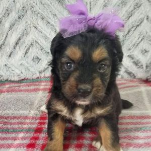 Aussiedoodle Puppy Ellie