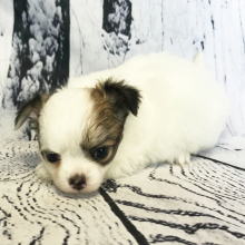 Chihuahua Puppy Wilson