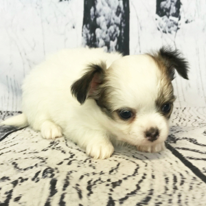 Chihuahua Puppy Wilson