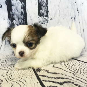 Chihuahua Puppy Wilson