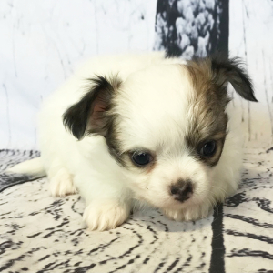 Chihuahua Puppy Wilson