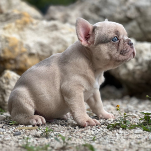 French Bulldog Puppy Cinnamon