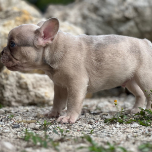 French Bulldog Puppy Cinnamon