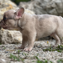 French Bulldog Puppy Cinnamon