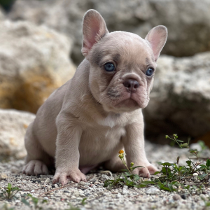 French Bulldog Puppy Cinnamon
