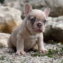 French Bulldog Puppy Cinnamon