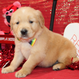 Golden Retriever Puppy Starsky