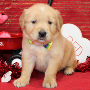 Golden Retriever Puppy Starsky