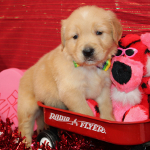 Golden Retriever Puppy Starsky