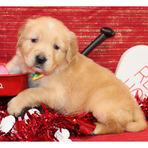 Golden Retriever Puppy Starsky