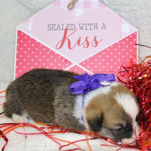 Pembroke Welsh Corgi Puppy Lexi