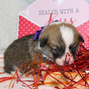 Pembroke Welsh Corgi Puppy Lexi