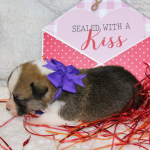 Pembroke Welsh Corgi Puppy Lexi