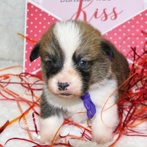 Pembroke Welsh Corgi Puppy Lexi