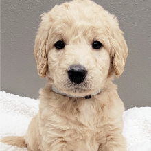 Labradoodle Puppy Chloe