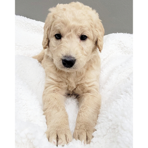 Labradoodle Puppy Chloe