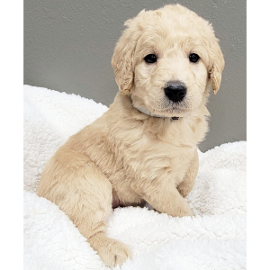 Labradoodle Puppy Chloe