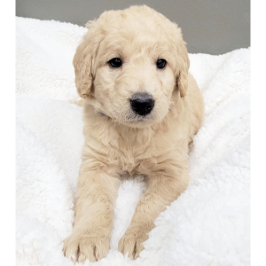 Labradoodle Puppy Chloe