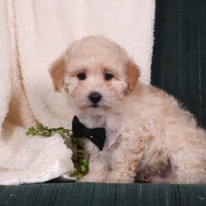 Maltipoo Puppy Araz