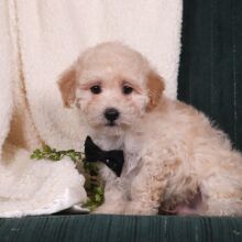 Maltipoo Puppy Araz