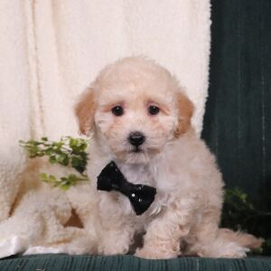 Maltipoo Puppy Araz